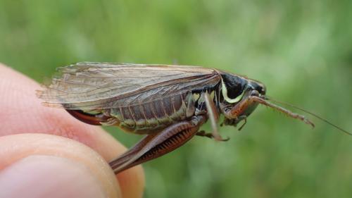 Roeseliana roeselii