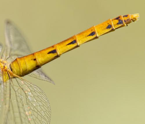 Réf. 214 849 : Sympetrum depressiusculum