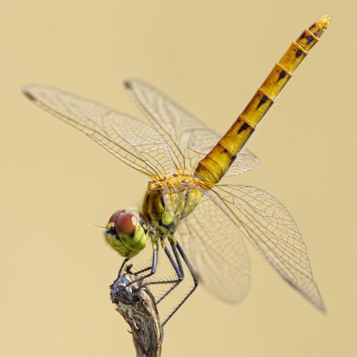 Réf. 214 848 : Sympetrum depressiusculum