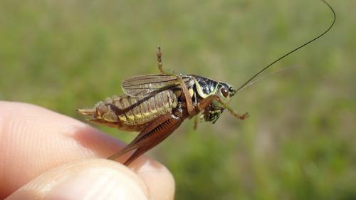 Roeseliana roeselii