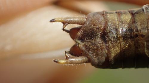 Roeseliana roeselii