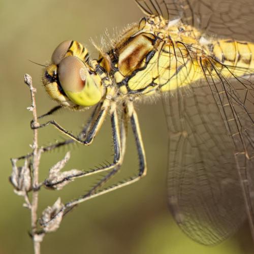 Réf. 214 101 : Sympetrum vulgatum
