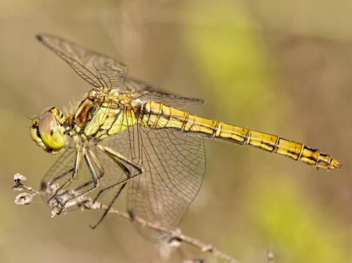 Réf. 214 100 : Sympetrum vulgatum