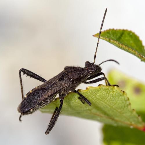 Réf. 214 167 : Alydus calcaratus