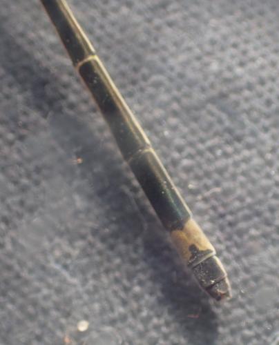 Ischnura elegans