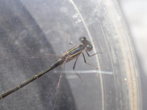 Ischnura elegans
