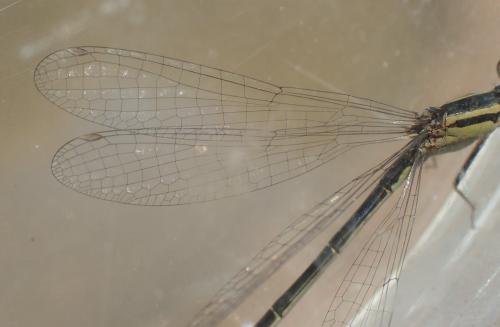 Réf. 214 397 : Ischnura elegans