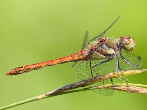 Réf. 214 093 : Sympetrum striolatum