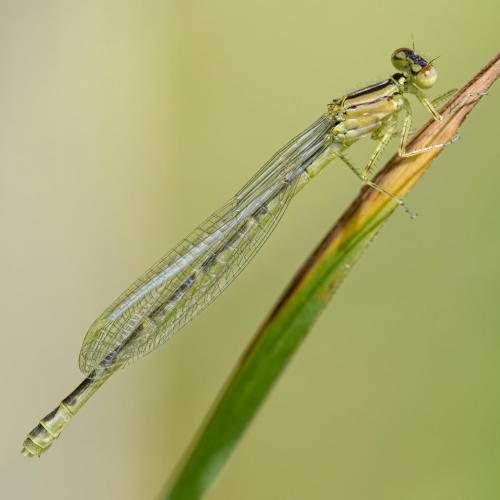 Enallagma cyathigerum