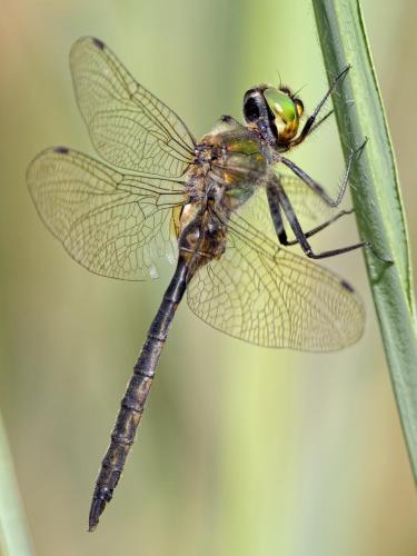 Réf. 214 346 : Somatochlora flavomaculata