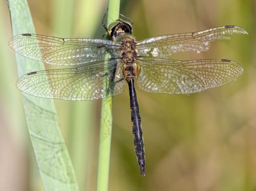 Somatochlora flavomaculata