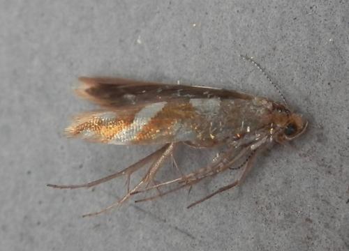 Argyresthia goedartella