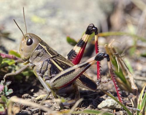 Réf. 214 692 : Arcyptera fusca
