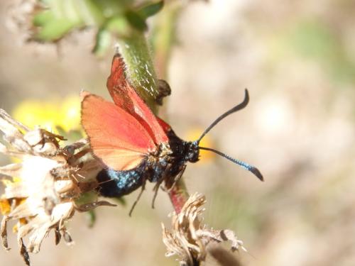 Zygaena sp.