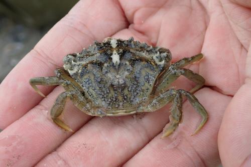 Carcinus maenas
