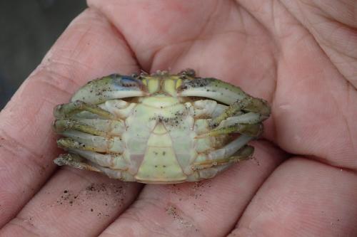 Carcinus maenas