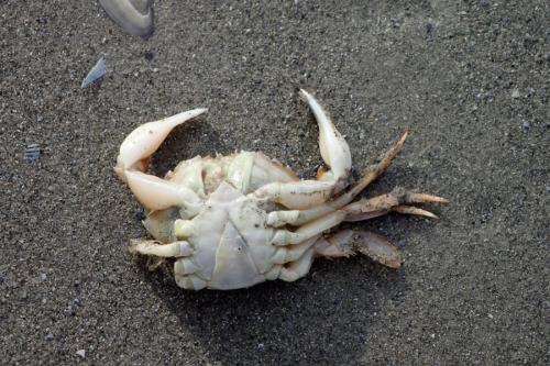 Liocarcinus holsatus