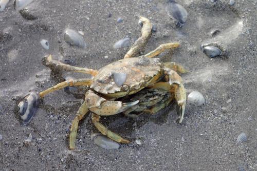 Carcinus maenas