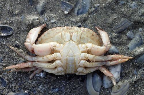 Réf. 214 319 : Cancer pagurus