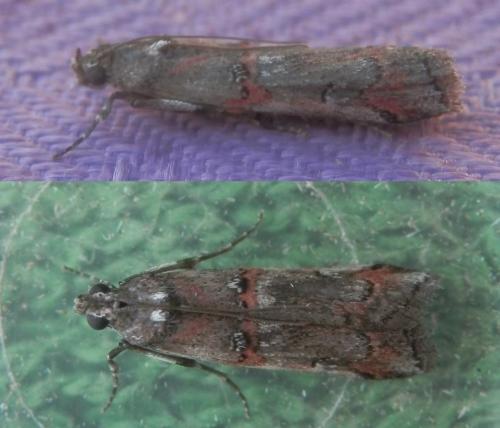 Réf. 214 292 : Pempelia palumbella