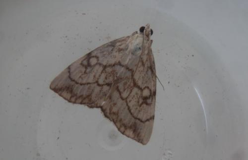 Réf. 214 718 : Evergestis pallidata