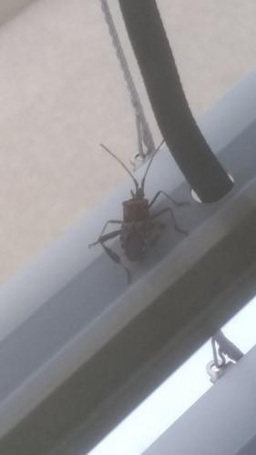 Leptoglossus occidentalis