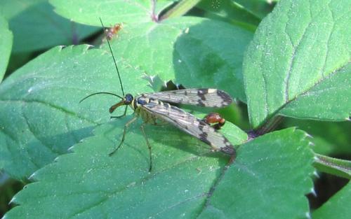 Panorpa communis