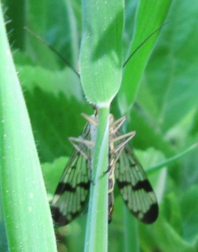 Panorpa communis