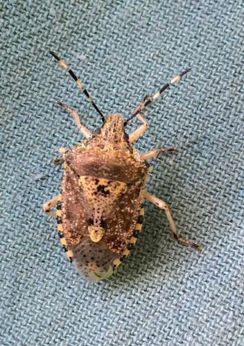 Rhaphigaster nebulosa