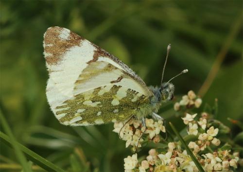 Euchloe simplonia