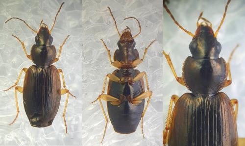Olisthopus fuscatus