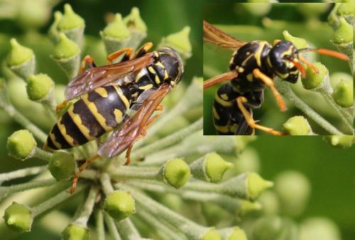 Réf. 214 879 : Polistes nimpha