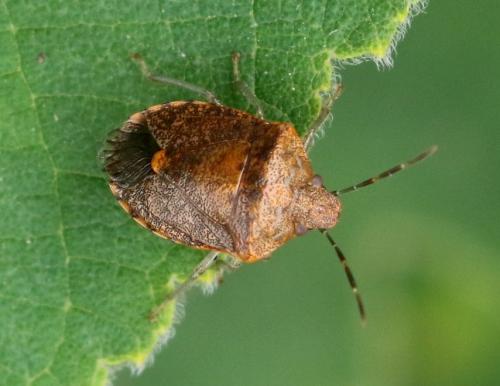 Dryadocoris apicalis