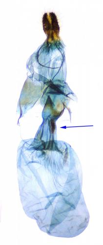 Pseudoterpna sp.