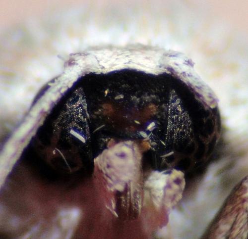 Pseudoterpna sp.