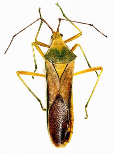 Réf. 214 442 : Homoeocerus sp.