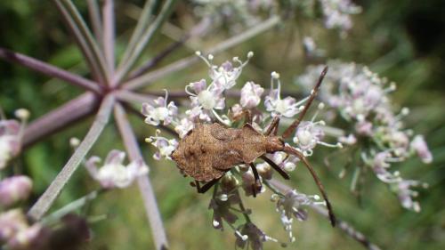 Réf. 214 116 : Coreus marginatus