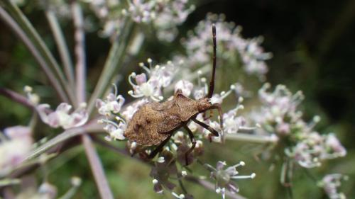 Coreus marginatus