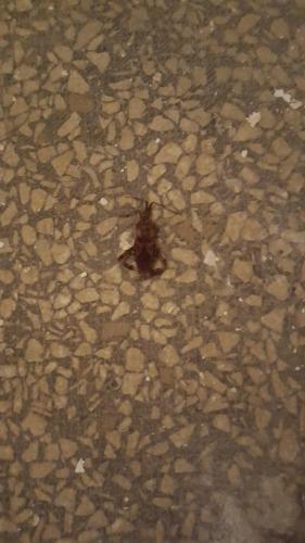 Leptoglossus occidentalis