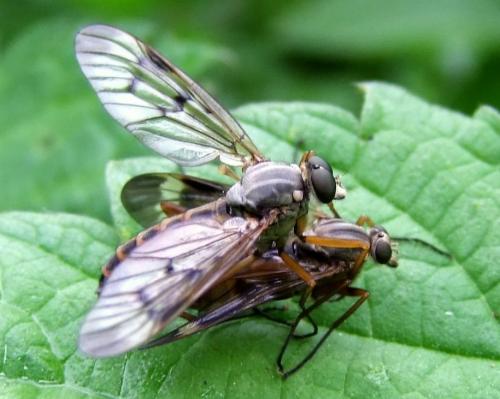 Réf. 214 602 : Rhagio scolopaceus