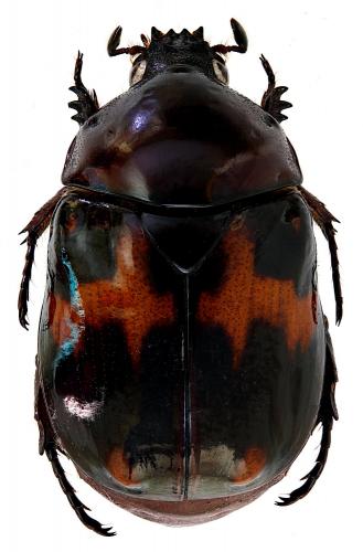 Parastasia birmana