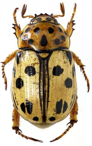 Lutera nigromaculata