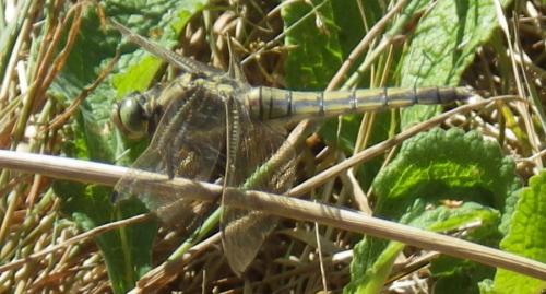 Orthetrum cancellatum