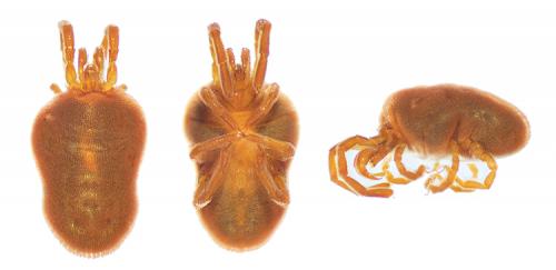 Réf. 214 491 : Allothrombium sp.