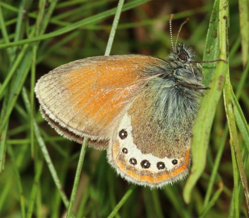 Réf. 214 543 : Coenonympha gardetta