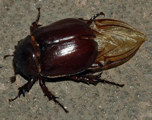 Dynastinae