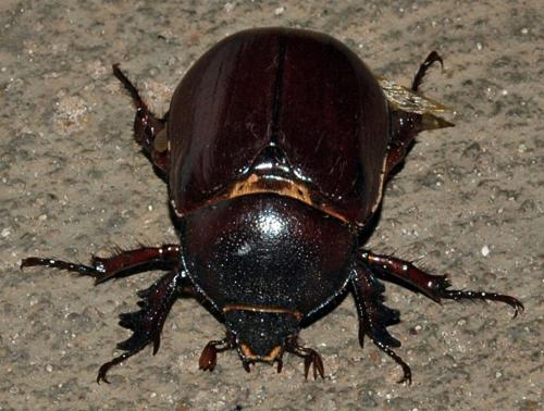 Dynastinae