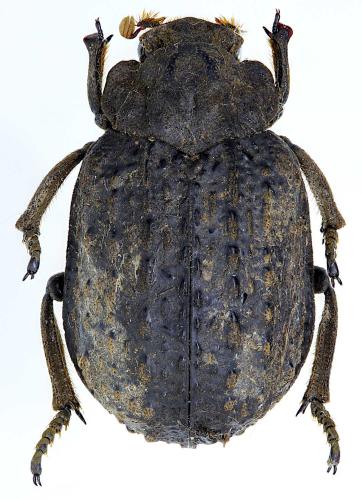 Réf. 214 152 : Afromorgus pauliani