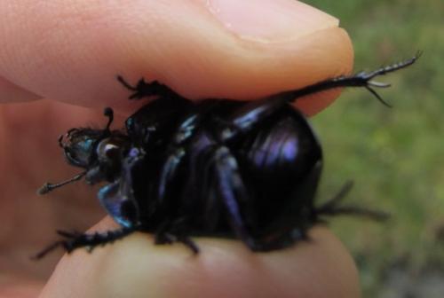 Réf. 214 379 : Trypocopris pyrenaeus