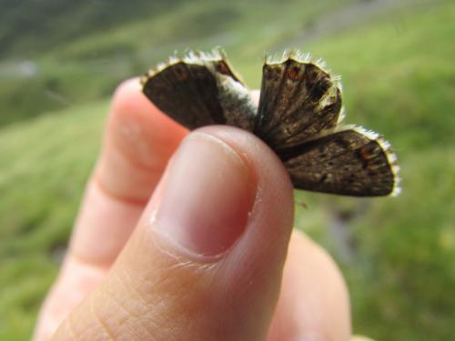 Polyommatus sp.
